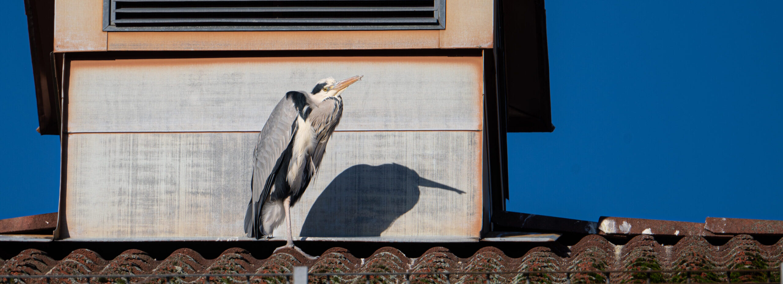 Grey herons on a hotel roof